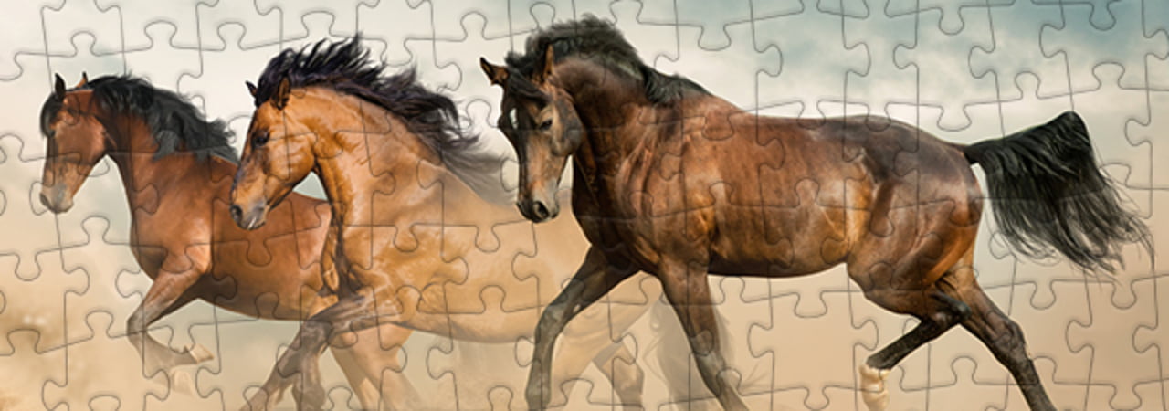 Collezione di puzzle Cavalli arabi puzzleYOU
