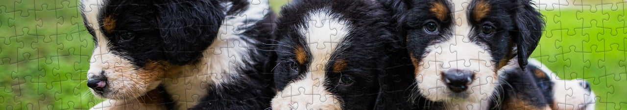 Collezione di puzzle Cane da montagna bernese puzzleYOU