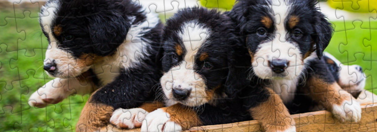 Cane da montagna bernese