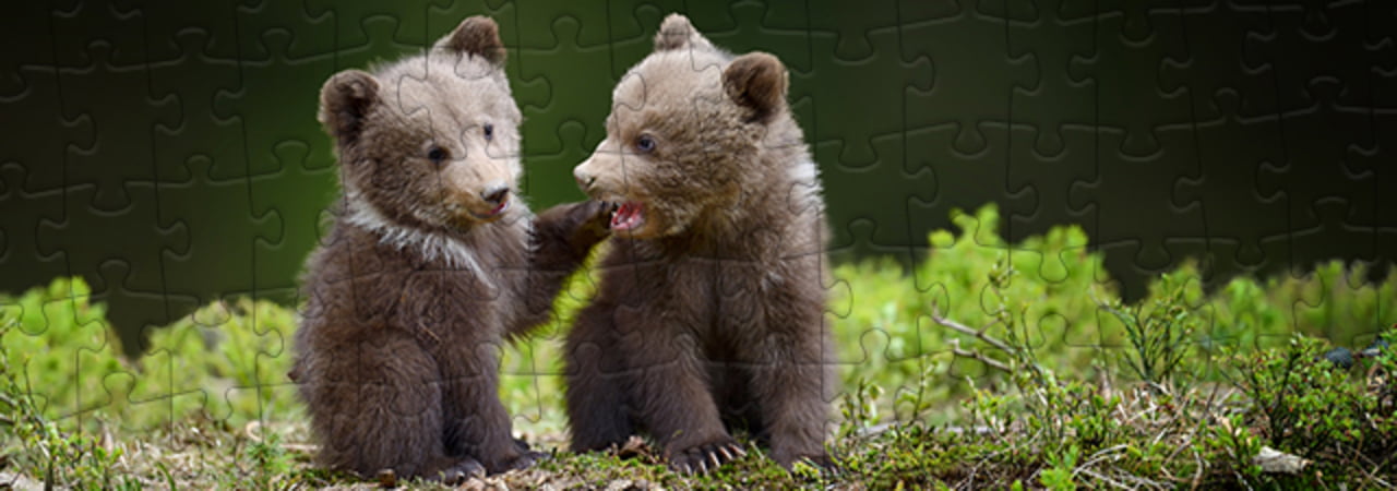 Collezione di puzzle Orsi bruni puzzleYOU