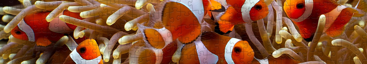 Collezione di puzzle Pesce pagliaccio puzzleYOU