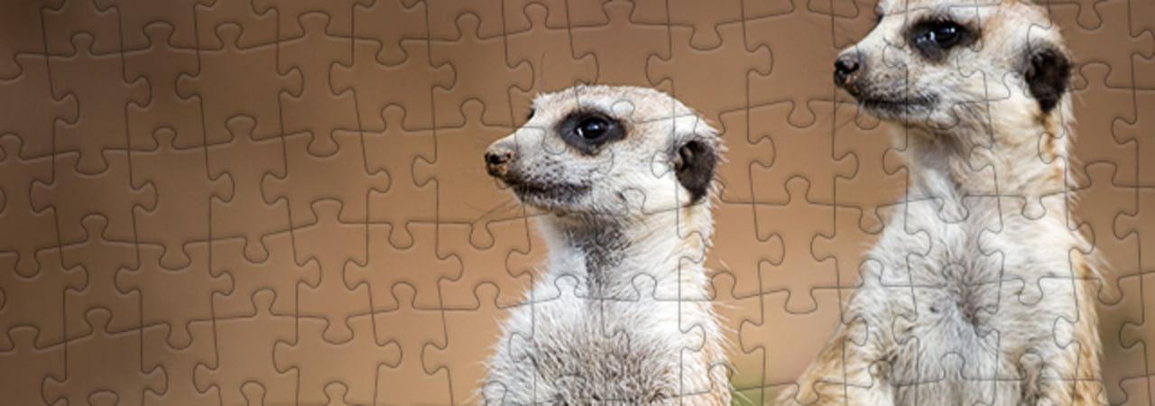 Meerkat