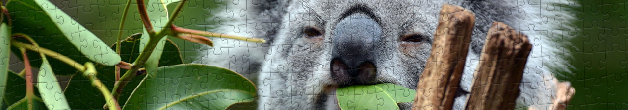 Collezione di puzzle Animali esotici e animali di tendenza puzzleYOU