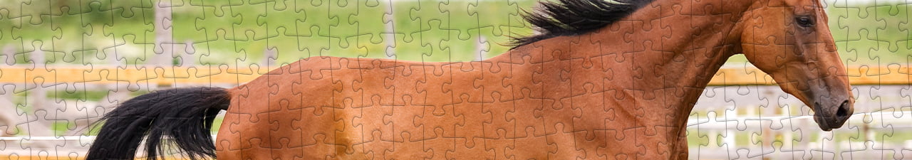 Collezione di puzzle Cavalli hannoveriani puzzleYOU