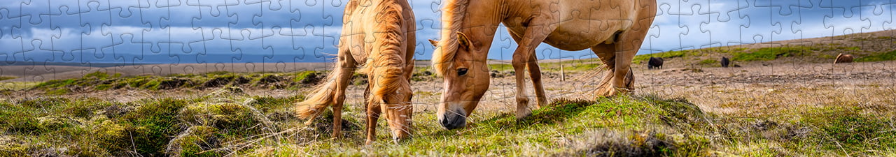 Collezione di puzzle Cavalli islandesi puzzleYOU