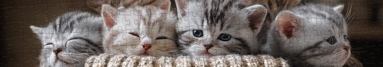 Puzzle di gatti