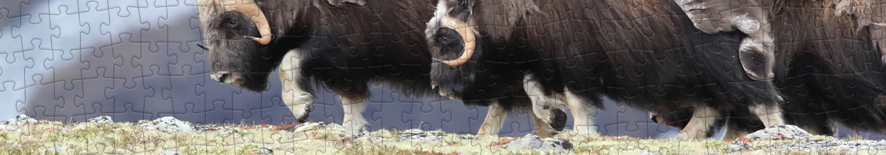 Collezione di puzzle Buoi muschiati puzzleYOU