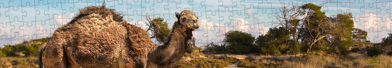 Collezione di puzzle Animali della savana e del deserto puzzleYOU