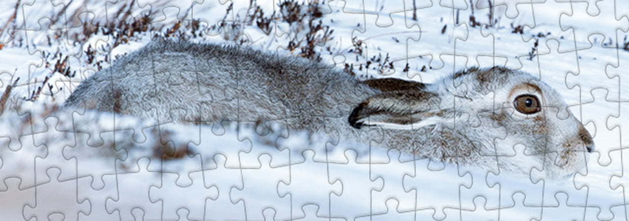 Collezione di puzzle Coniglietti della neve puzzleYOU