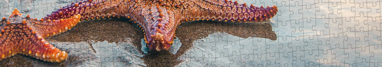 Collezione di puzzle Stella marina puzzleYOU