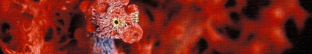 Collezione di puzzle Cavalluccio marino puzzleYOU