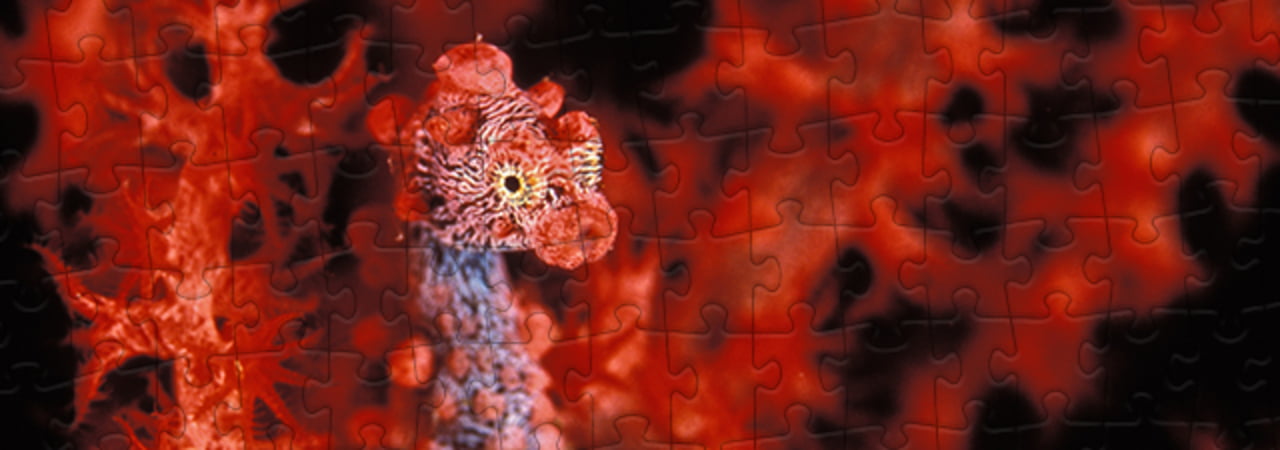Collezione di puzzle Cavalluccio marino puzzleYOU