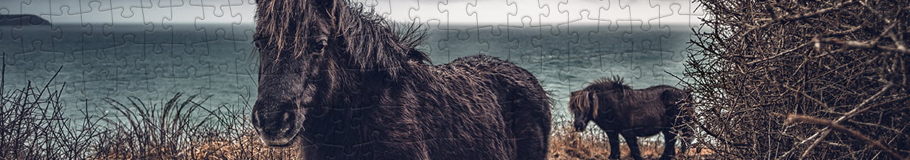 Collezione di puzzle Pony Shetland puzzleYOU