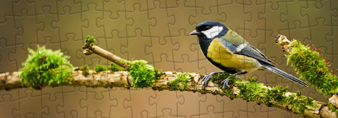 Collezione di puzzle Uccelli canterini puzzleYOU