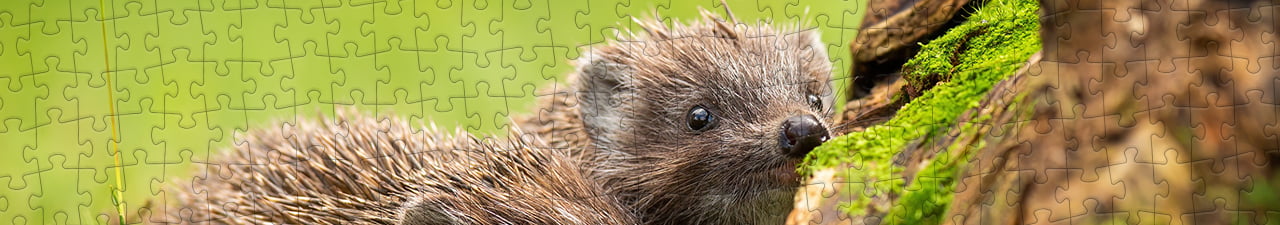 Collezione di puzzle Animali nella foresta e nelle montagne puzzleYOU