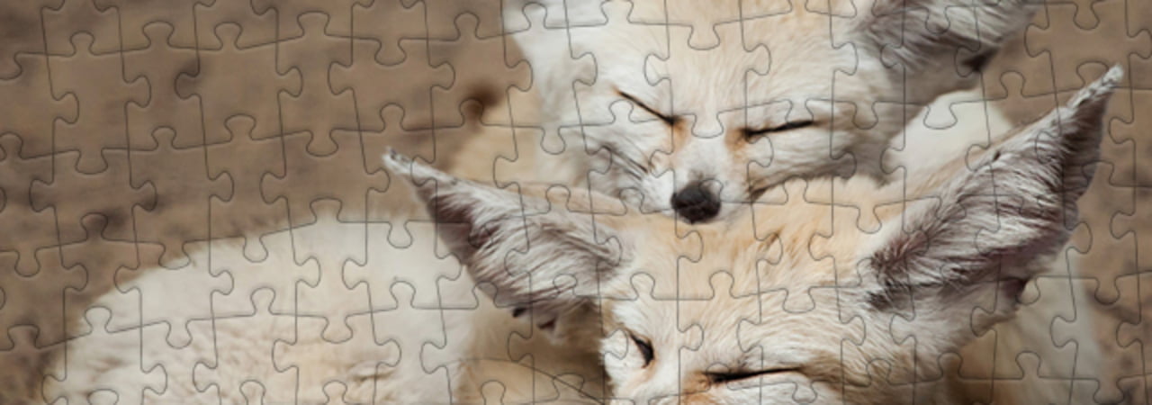 Collezione di puzzle Volpe del deserto puzzleYOU