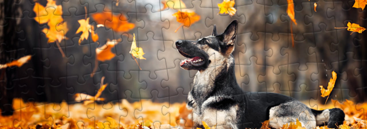 Collezione di puzzle Pastore tedesco puzzleYOU