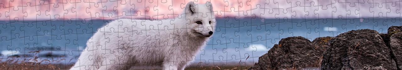 Collezione di puzzle Animali del Nord puzzleYOU