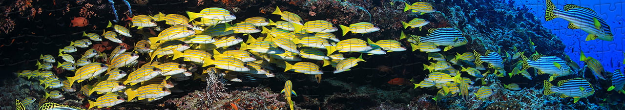 Collezione di puzzle Pesci e animali acquatici puzzleYOU